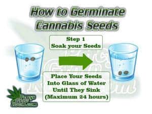 how to germinate a cannabis seed, germinating cannabis seeds, Cannabis growers forum & community, How to grow cannabis, how to grow weed, a step by step guide to growing weed, cannabis growers forum, need help with sick plant, what's wrong with my cannabis plant, percys Grow Room, the Grow Room, percys Grow Guides, we'd growing forum, weed growers community, how to grow weed in coco, when is my cannabis plant ready for harvest, how to feed my cannabis plant, beginners guide to growing weed, how to grow weed for personal use, cannabis plant deficiency, how to germinate cannabis seeds, where to buy cannabis seeds, best weed growers website, Cannabis Growers forum, weed growers forum, How to grow legal cannabis, a step by step guide to growing weed, cannabis growing guide, tips for marijuana growers, growing cannabis plants for the first time, marijuana growers forum, marijuana growing tips, cannabis plant problems, cannabis plant help, marijuana growing expert advice, Percys Grow Room