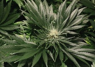 A very Dark Green Cannabis plant due to Nitrogen Excess, Cannabis growers forum & community, How to grow cannabis, how to grow weed, a step by step guide to growing weed, cannabis growers forum, need help with sick plant, what's wrong with my cannabis plant, percys Grow Room, the Grow Room, percys Grow Guides, we'd growing forum, weed growers community, how to grow weed in coco, when is my cannabis plant ready for harvest, how to feed my cannabis plant, beginners guide to growing weed, how to grow weed for personal use, cannabis plant deficiency, how to germinate cannabis seeds, where to buy cannabis seeds, best weed growers website