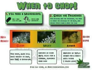When to harvest a cannabis plant, trichomes, thc maturity, Cannabis growers forum & community, How to grow cannabis, how to grow weed, a step by step guide to growing weed, cannabis growers forum, need help with sick plant, what's wrong with my cannabis plant, percys Grow Room, the Grow Room, percys Grow Guides, we'd growing forum, weed growers community, how to grow weed in coco, when is my cannabis plant ready for harvest, how to feed my cannabis plant, beginners guide to growing weed, how to grow weed for personal use, cannabis plant deficiency, how to germinate cannabis seeds, where to buy cannabis seeds, best weed growers website, Cannabis Growers forum, weed growers forum, How to grow legal cannabis, a step by step guide to growing weed, cannabis growing guide, tips for marijuana growers, growing cannabis plants for the first time, marijuana growers forum, marijuana growing tips, cannabis plant problems, cannabis plant help, marijuana growing expert advice