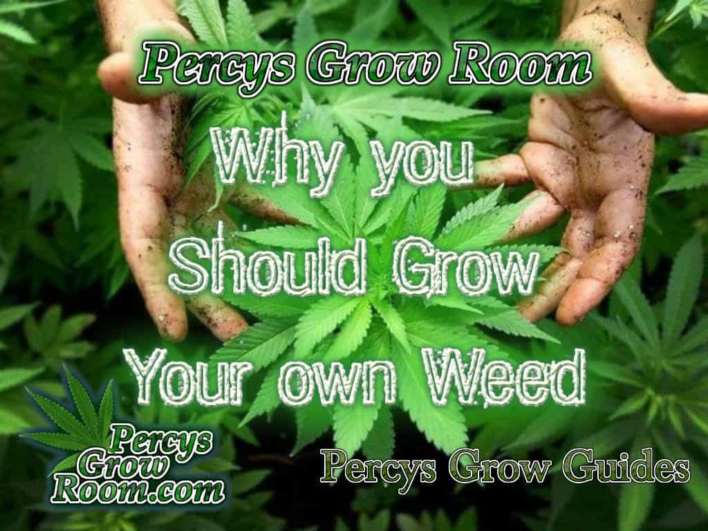 Title picture for percysgrowroom.com Why you should grow your own weedHow to grow legal cannabis, a step by step guide to growing weed, cannabis growing guide, tips for marijuana growers, growing cannabis plants for the first time, marijuana growers forum, marijuana growing tips, cannabis plant problems, cannabis plant help, marijuana growing expert advice.