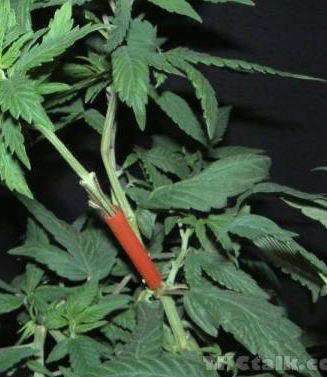 Cannabis Plant Grafting