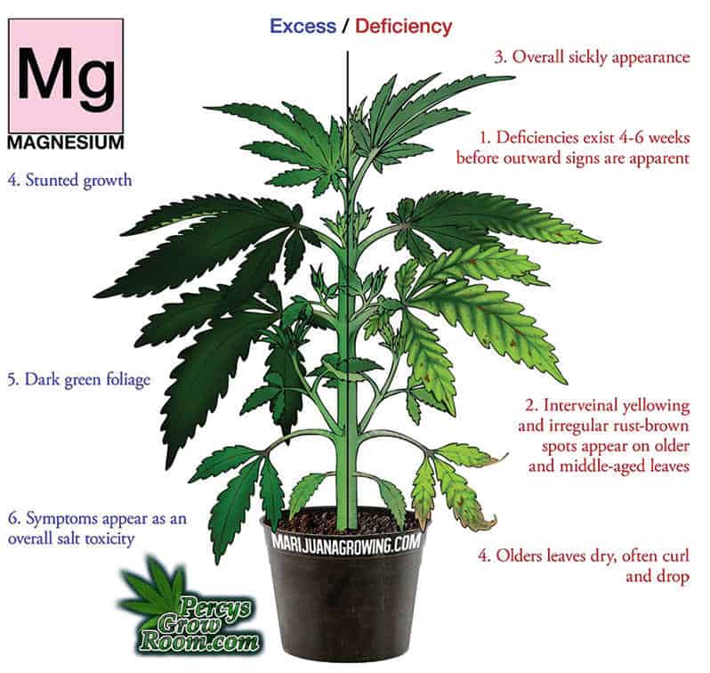 magnesium deficiency in a cannabis plant, Cannabis growers forum & community, How to grow cannabis, how to grow weed, a step by step guide to growing weed, cannabis growers forum, need help with sick plant, what's wrong with my cannabis plant, percy's Grow Room, the Grow Room, Cannabis Grow Guides, weed growing forum, weed growers community, how to grow weed in coco, when is my cannabis plant ready for harvest, how to feed my cannabis plant, beginners guide to growing weed, how to grow weed for personal use, cannabis plant deficiency, how to germinate cannabis seeds, where to buy cannabis seeds, best weed growers website, Learn to grow cannabis, is it easy to grow weed,