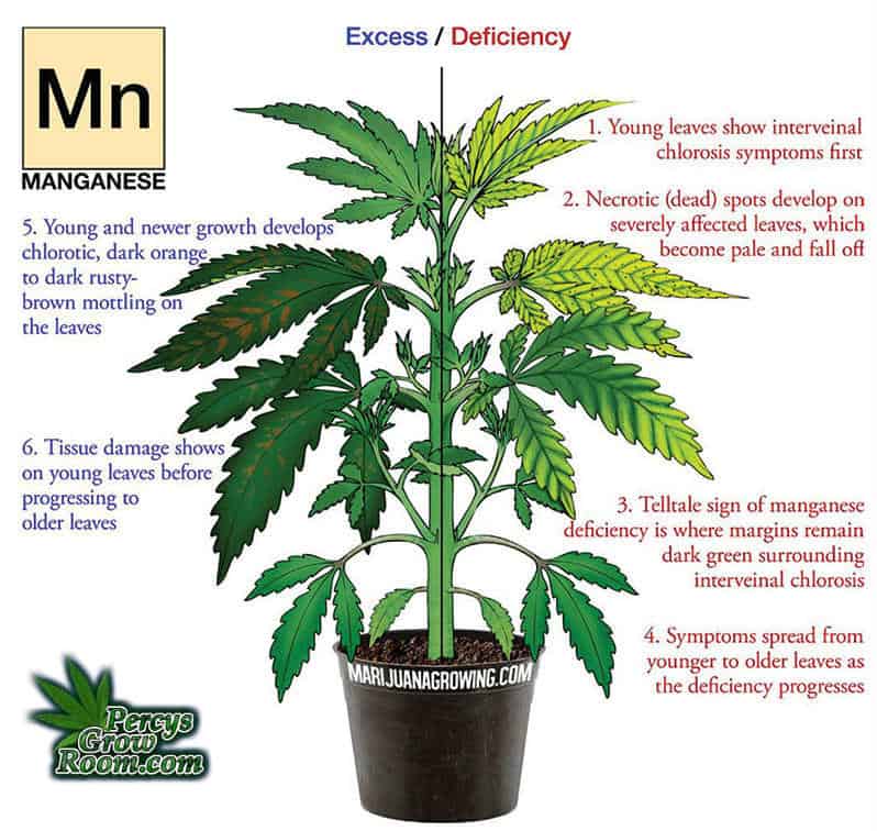 manganese deficiency is a cannabis plant. Cannabis growers forum & community, How to grow cannabis, how to grow weed, a step by step guide to growing weed, cannabis growers forum, need help with sick plant, what's wrong with my cannabis plant, percy's Grow Room, the Grow Room, Cannabis Grow Guides, weed growing forum, weed growers community, how to grow weed in coco, when is my cannabis plant ready for harvest, how to feed my cannabis plant, beginners guide to growing weed, how to grow weed for personal use, cannabis plant deficiency, how to germinate cannabis seeds, where to buy cannabis seeds, best weed growers website, Learn to grow cannabis, is it easy to grow weed,