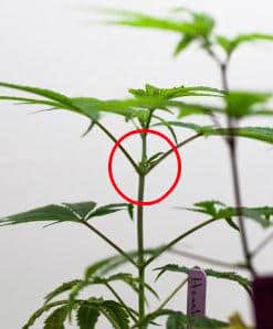 cannabis plant nodes, vegging a cannabis plant, Cannabis growers forum & community, How to grow cannabis, how to grow weed, a step by step guide to growing weed, cannabis growers forum, need help with sick plant, what's wrong with my cannabis plant, percys Grow Room, the Grow Room, percys Grow Guides, we'd growing forum, weed growers community, how to grow weed in coco, when is my cannabis plant ready for harvest, how to feed my cannabis plant, beginners guide to growing weed, how to grow weed for personal use, cannabis plant deficiency, how to germinate cannabis seeds, where to buy cannabis seeds, best weed growers website