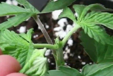 topping a cannabis plant, Cannabis growers forum & community, How to grow cannabis, how to grow weed, a step by step guide to growing weed, cannabis growers forum, need help with sick plant, what's wrong with my cannabis plant, percys Grow Room, the Grow Room, percys Grow Guides, we'd growing forum, weed growers community, how to grow weed in coco, when is my cannabis plant ready for harvest, how to feed my cannabis plant, beginners guide to growing weed, how to grow weed for personal use, cannabis plant deficiency, how to germinate cannabis seeds, where to buy cannabis seeds, best weed growers website