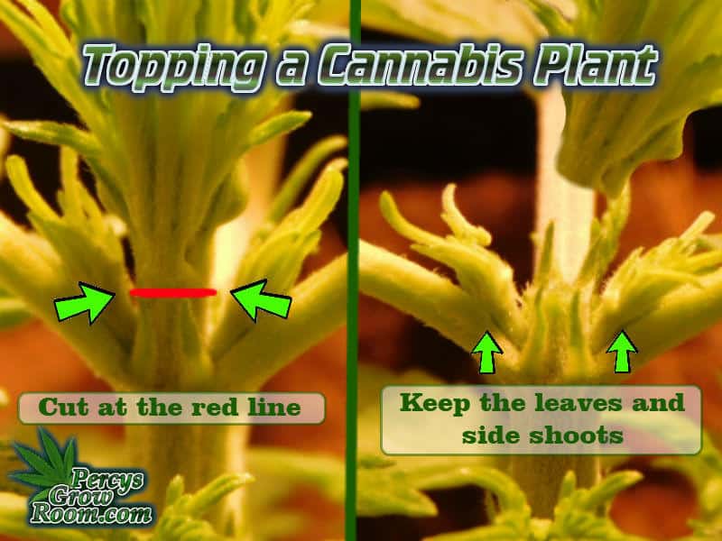 How to top a cannabis plant, topping a cannabis plant, should i top my cannabis plant, what is topping, How to grow cannabis, how to grow weed, a step by step guide to growing weed, cannabis growers forum, need help with sick plant, what's wrong with my cannabis plant, percys Grow Room, the Grow Room, percys Grow Guides, we'd growing forum, weed growers community, how to grow weed in coco, when is my cannabis plant ready for harvest, how to feed my cannabis plant, beginners guide to growing weed, how to grow weed for personal use, cannabis plant deficiency, how to germinate cannabis seeds, where to buy cannabis seeds, best weed growers website, Cannabis Growers forum, weed growers forum, How to grow legal cannabis, a step by step guide to growing weed, cannabis growing guide, tips for marijuana growers, growing cannabis plants for the first time, marijuana growers forum, marijuana growing tips, cannabis plant problems, cannabis plant help, marijuana growing expert advice