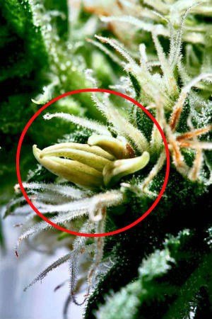 Hermaphrodite cannabis plant late in flower, bananas on a female cannabis plant, is ym plant a hermie, Cannabis Growers forum, weed growers forum, How to grow legal cannabis, a step by step guide to growing weed, cannabis growing guide, tips for marijuana growers, growing cannabis plants for the first time, marijuana growers forum, marijuana growing tips, cannabis plant problems, cannabis plant help, marijuana growing expert advice