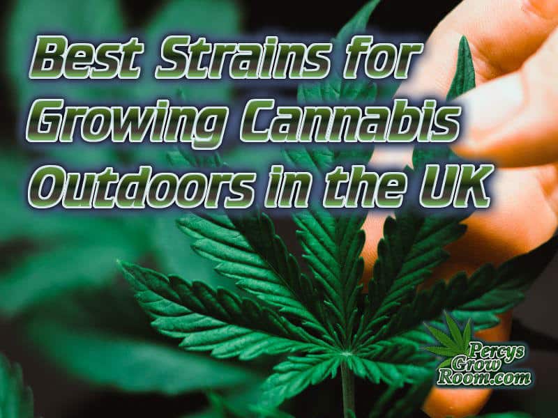 best strains for growing cannabis outdoors in the UK, featured images, How to grow cannabis, how to grow weed, a step by step guide to growing weed, cannabis growers forum, need help with sick plant, what's wrong with my cannabis plant, percys Grow Room, the Grow Room, percys Grow Guides, we'd growing forum, weed growers community, how to grow weed in coco, when is my cannabis plant ready for harvest, how to feed my cannabis plant, beginners guide to growing weed, how to grow weed for personal use, cannabis plant deficiency, how to germinate cannabis seeds, where to buy cannabis seeds, best weed growers website, Cannabis Growers forum, weed growers forum, How to grow legal cannabis, a step by step guide to growing weed, cannabis growing guide, tips for marijuana growers, growing cannabis plants for the first time, marijuana growers forum, marijuana growing tips, cannabis plant problems, cannabis plant help, marijuana growing expert advice