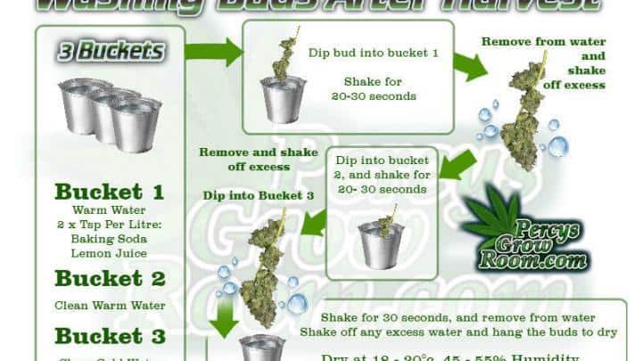 how to wash buds after harvest, bud washing, what is bud washing, how to feed my cannabis plant, beginners guide to growing weed, how to grow weed for personal use, cannabis plant deficiency, how to germinate cannabis seeds, where to buy cannabis seeds, best weed growers website, Cannabis Growers forum, weed growers forum, How to grow legal cannabis, a step by step guide to growing weed, cannabis growing guide, tips for marijuana growers, growing cannabis plants for the first time, marijuana growers forum, marijuana growing tips, cannabis plant problems, cannabis plant help, marijuana growing expert advice, Percys Grow Room