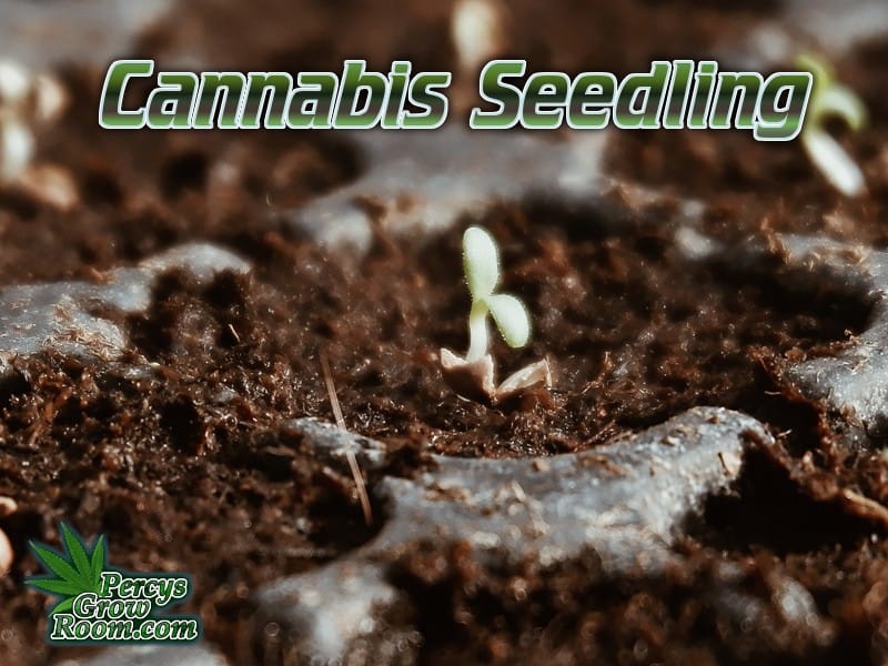 Cannabis seedling in coco coir, cotyledons, percys grow room 