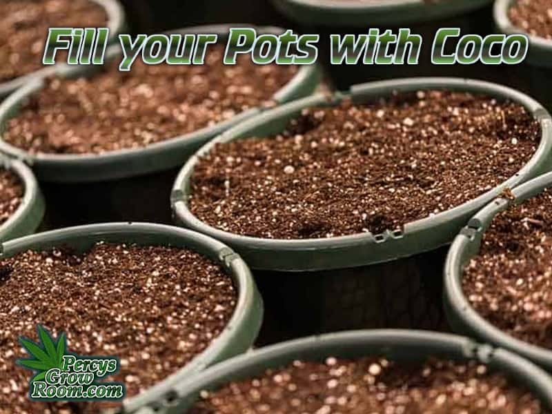 pots filled with coco coir, cannabis growers forum, learn how to grow cannabis 