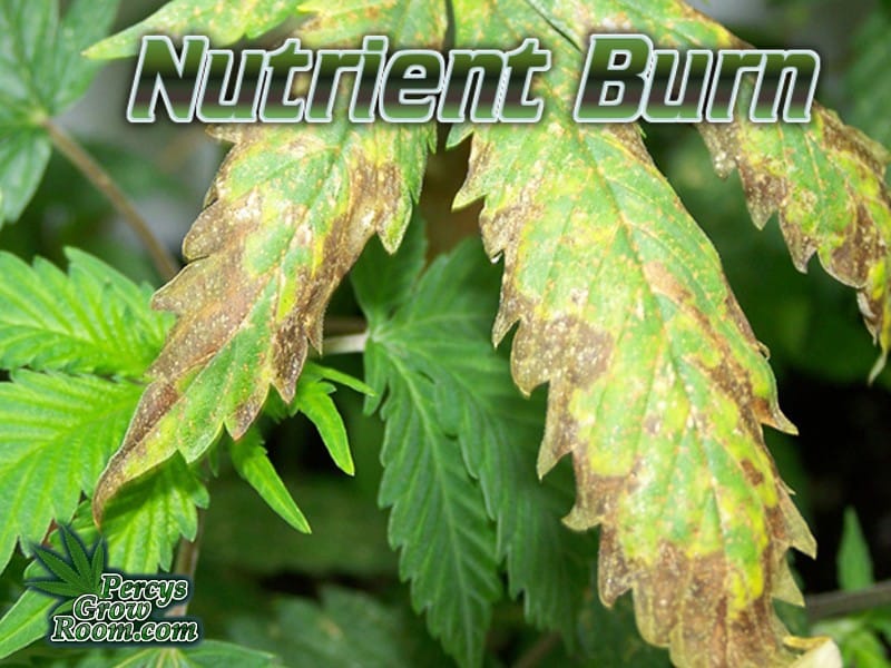 Nutrient burn on a cannabis leaf, cannabis growers forum, learn how to identify a sick cannabis plant