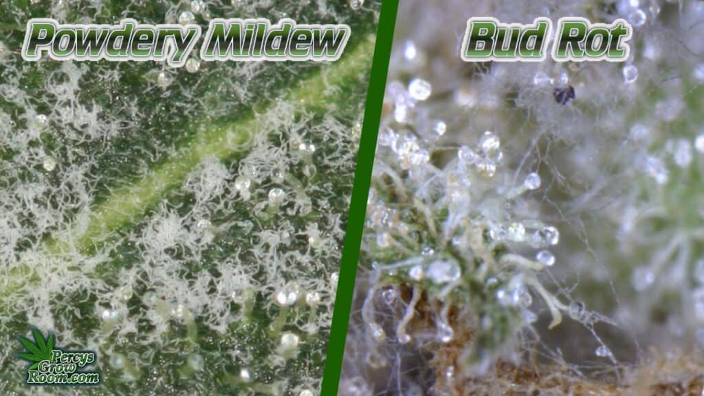 powdery mildew vs bud rot, bud rot vs powdery mildew, bud rot under mocriscope, mould under microscope, cannabis growing forum, percys grow room, 