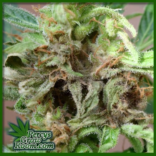 botrytis on cannabis bud, bud rot on cannabis plants, does bud rot ruin the whole plant, cannabis growers forum 