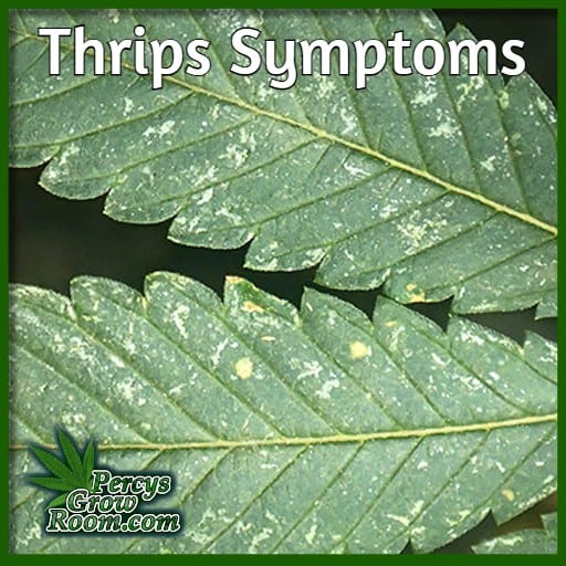 dry spit patches on leaves, white marks on cannabis leaves, symptoms of thrips on cannabis plants, learn to grow cannabis, percys grow room, 