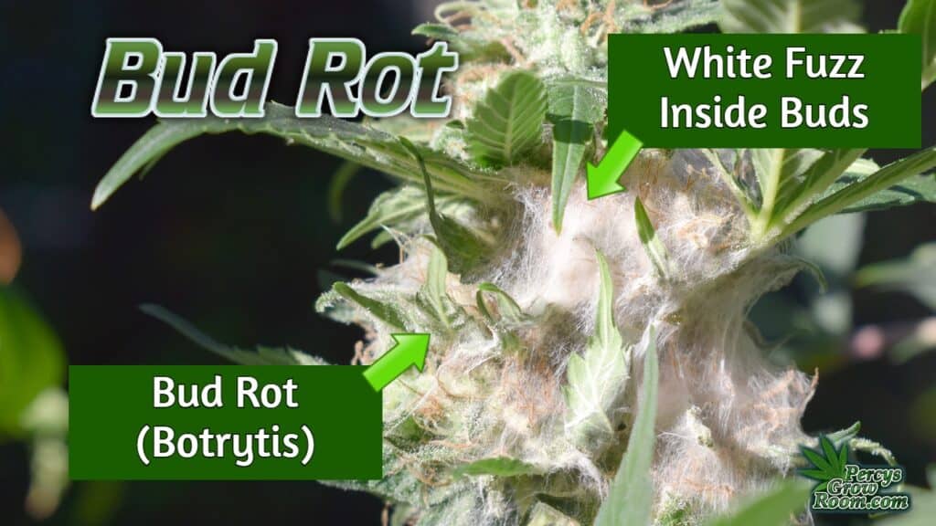 bad bud rot on cannabis plant, white fuzz on cannabis buds, are my buds mouldy, 