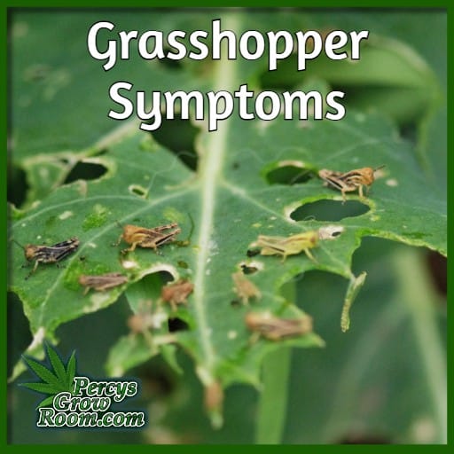 symptoms of grasshoppers on cannabis plants, percys grow room, bug killing guide for cannabis growers, 
