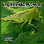 grasshoppers on cannabis plants, big holes in cannabis plant leaves, bug guides, how to get rid of grasshoppers, percys grow room, 