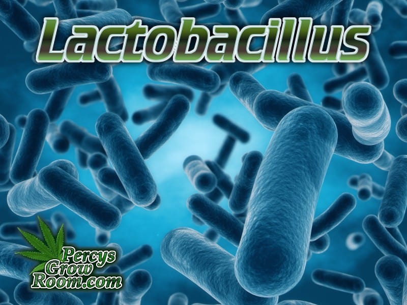 Lactobacillus for Plants