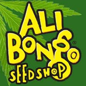 Where to Buy Cannabis Seeds, best cannabis seed bank, ali bongo seeds, bongo bulk, percys grow room, cannabis growing forum, picture of ali bongo logo, 