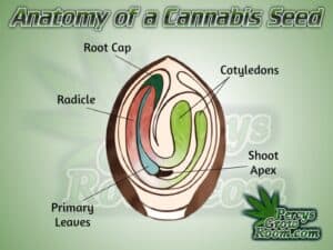 how to germinate cannabis seeds, how a germinating cannabis seeds works, picture of the inside of a cannabis seed, anatomy of a cannabis seed, percys grow room, cannabis growing forum, cannabis growers forum, growing cannabis, learn how to grow cannabis, beginners guide to growing weed, how to grow weed for personal use, cannabis plant deficiency, how to germinate cannabis seeds, where to buy cannabis seeds, best weed growers website, Cannabis Growers forum, weed growers forum, How to grow legal cannabis, a step by step guide to growing weed, cannabis growing guide, tips for marijuana growers, growing cannabis plants for the first time, marijuana growers forum, marijuana growing tips, cannabis plant problems, cannabis plant help, marijuana growing expert advice