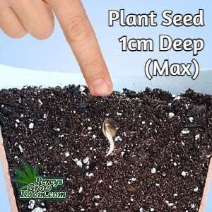 how to germinate cannabis seeds, planting seeds into the medium, how deep to plant a cannabis seed, plant seed 1cm deep max, beginners guide to growing weed, how to grow weed for personal use, cannabis plant deficiency, how to germinate cannabis seeds, where to buy cannabis seeds, best weed growers website, Cannabis Growers forum, weed growers forum, How to grow legal cannabis, a step by step guide to growing weed, cannabis growing guide, tips for marijuana growers, growing cannabis plants for the first time, marijuana growers forum, marijuana growing tips, cannabis plant problems, cannabis plant help, marijuana growing expert advice
