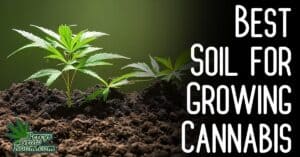 best soil for growing cannabis, soil growing guides, how to grow cannabis in soil, basic guides for growing cannabis, cannabis growing forum, percys grow room, cannabis growers forum,