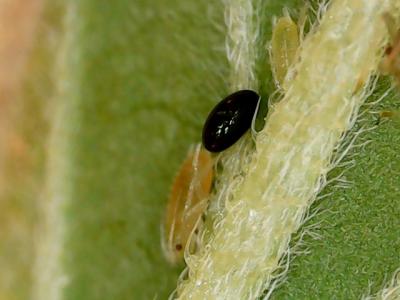 Aphid nymph with egg