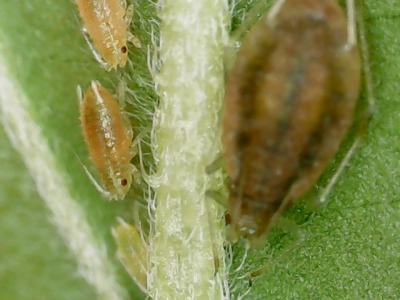 Aphids (adult and nymphs)