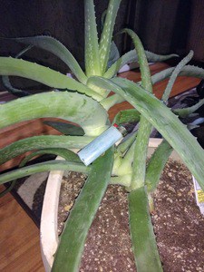 Giant Aloe plant2