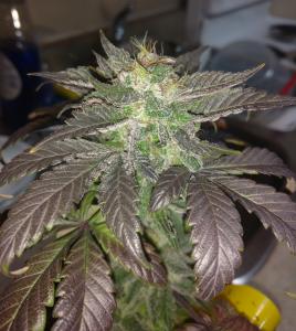 Day 70 (Flowering Day 46)   PG1 cola CU